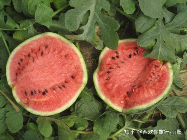 *疆新**瓜果攻略最好的季节配最美味的水果