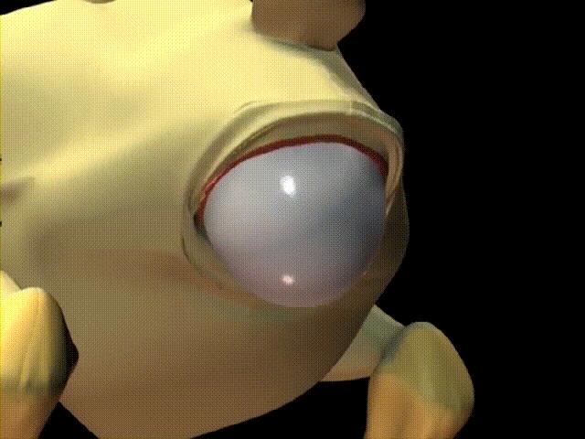 超生动|家禽生殖系统结构和禽蛋形成过程