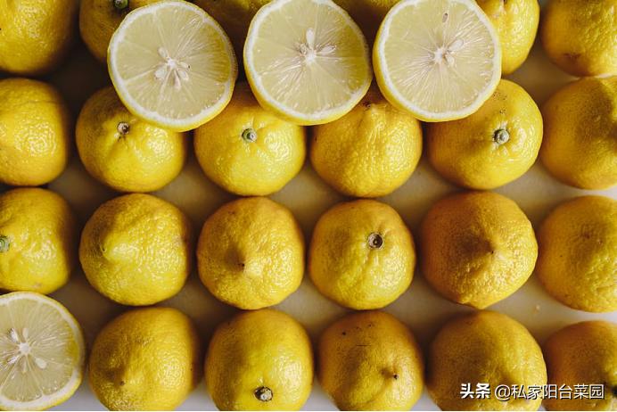 阳台种一年四季都可以吃的水果,阳台种水果首选这5种