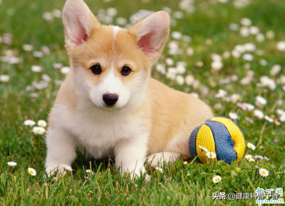 小狗也能旺财是什么原因,狗狗怎么才能旺财