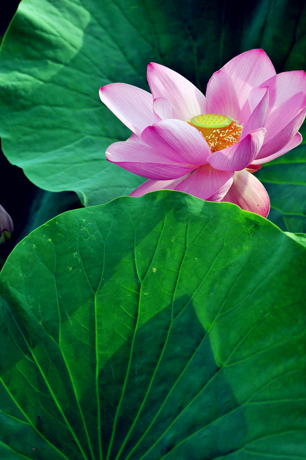 鹤城印象荷花图片,鹤城区看荷花