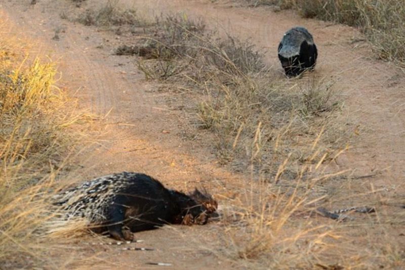 豪猪吃素吗,豪猪是肉食动物还是素食动物