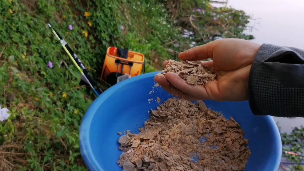 如何钓鲮鱼教你一招,钓鲮鱼饵料怎么搭配