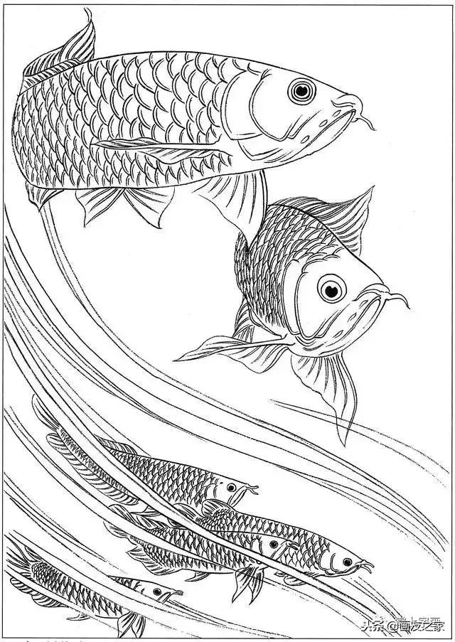 白描荷花鱼线稿图片,白描动物鱼图片大全