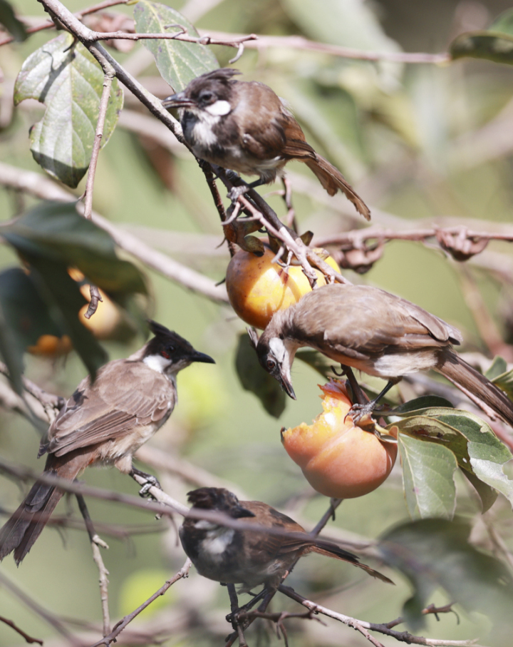 鸟中“C罗”来了！据说是西湖最酷的仔