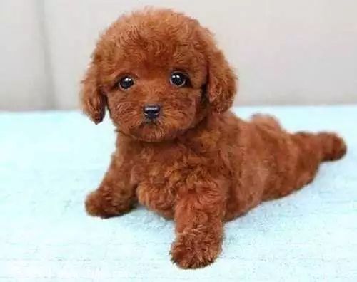 狗狗后腿外八字是怎么回事,狗狗后腿外八字