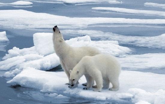 全球变暖对珠峰的评价,珠峰变绿是真的吗