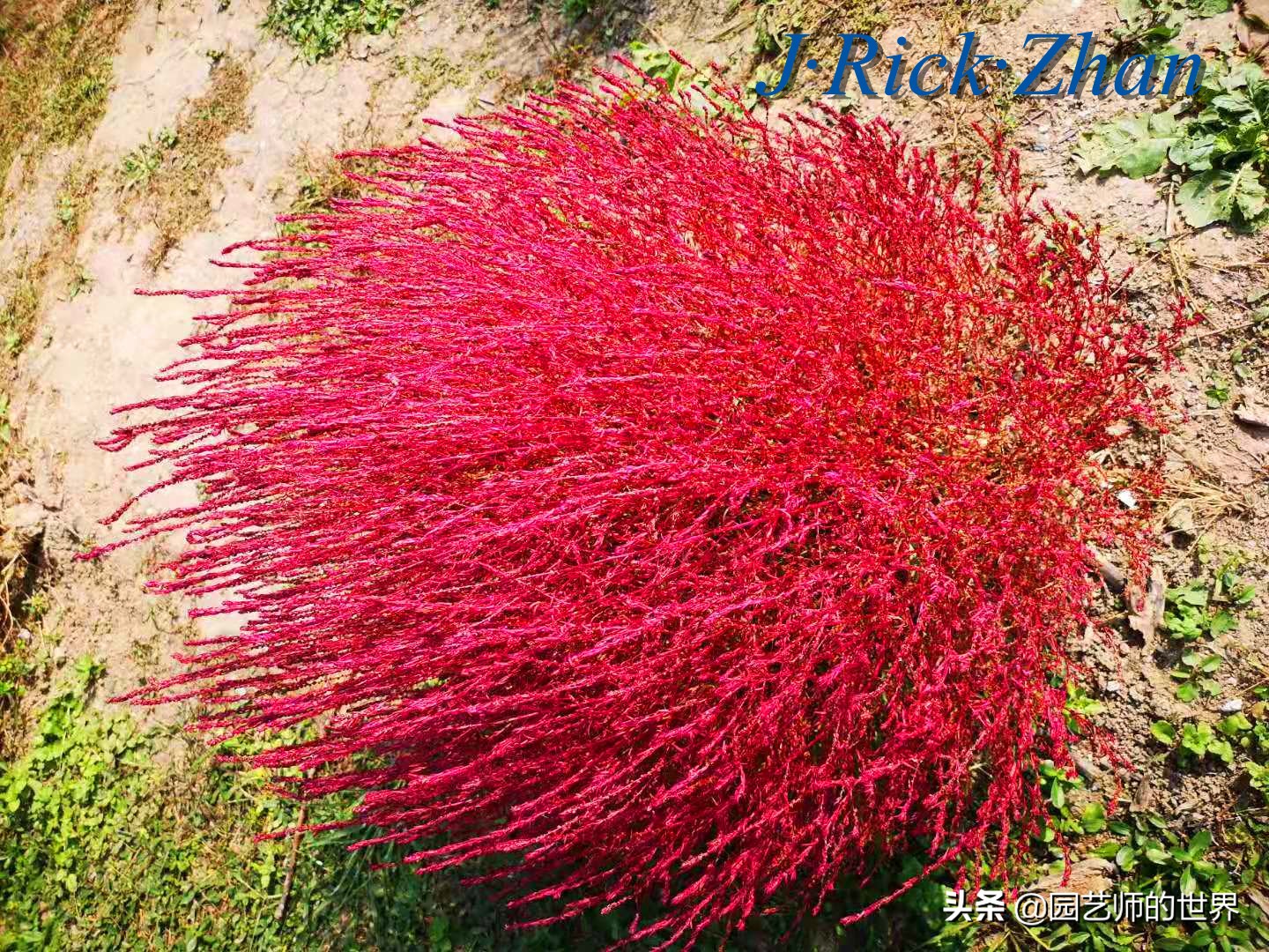 红色地肤草的种植方法,红地肤怎么养