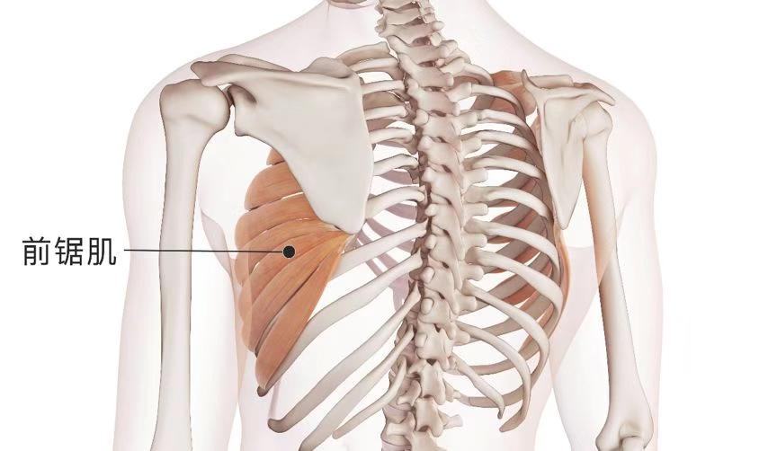 改善蝴蝶背的方法,天生的蝴蝶背能改善吗