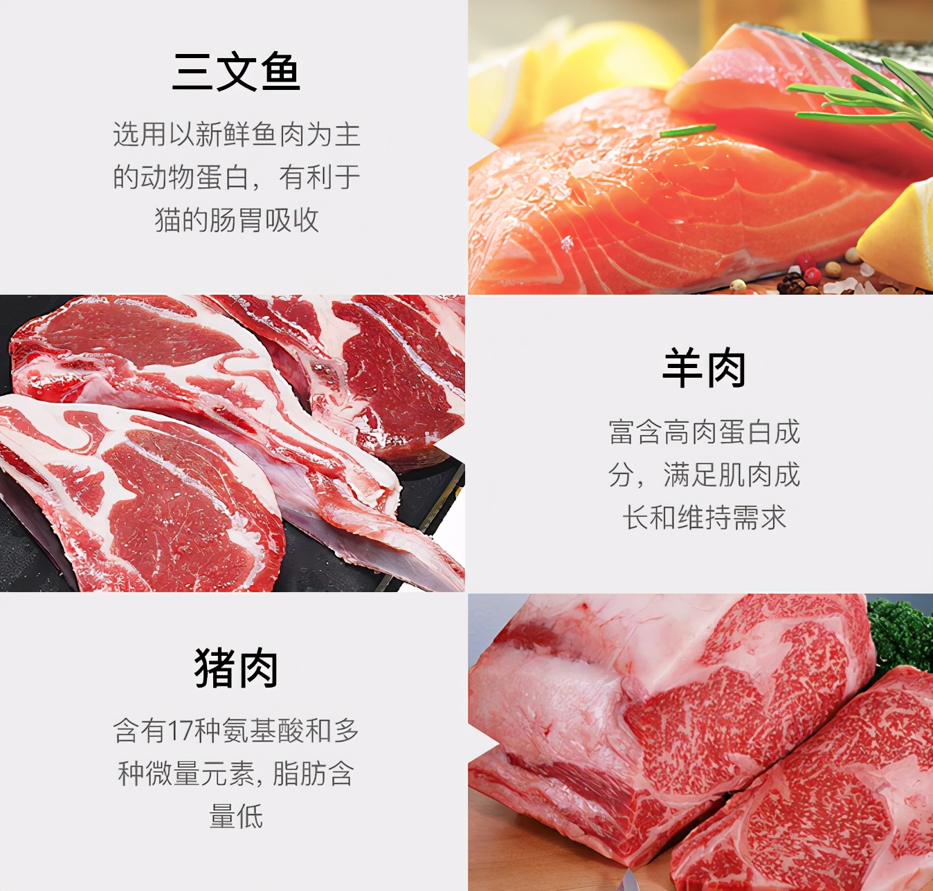 养猫入门猫粮推荐哪种,新手养猫攻略6款高品质猫粮推荐