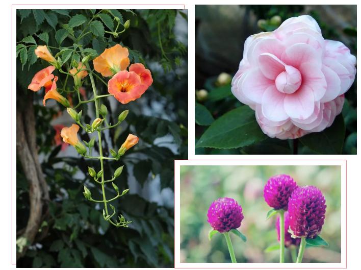 中草药各种花科普,花类的中草药有哪些