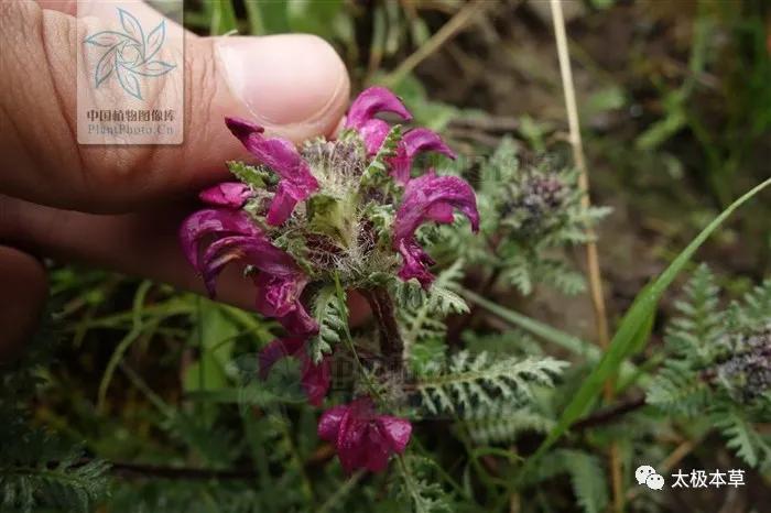 鹅首马先蒿,鹅首马先蒿有哪些特点