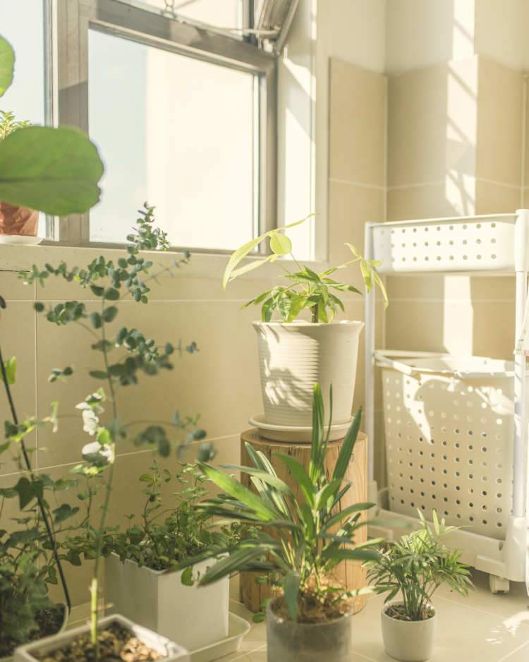 此心安处是吾家过大年,此心安处是吾家过年的感觉