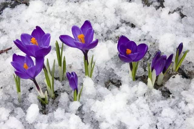 藏红花的冬季养殖方法与注意事项,藏红花植物精油按摩注意事项