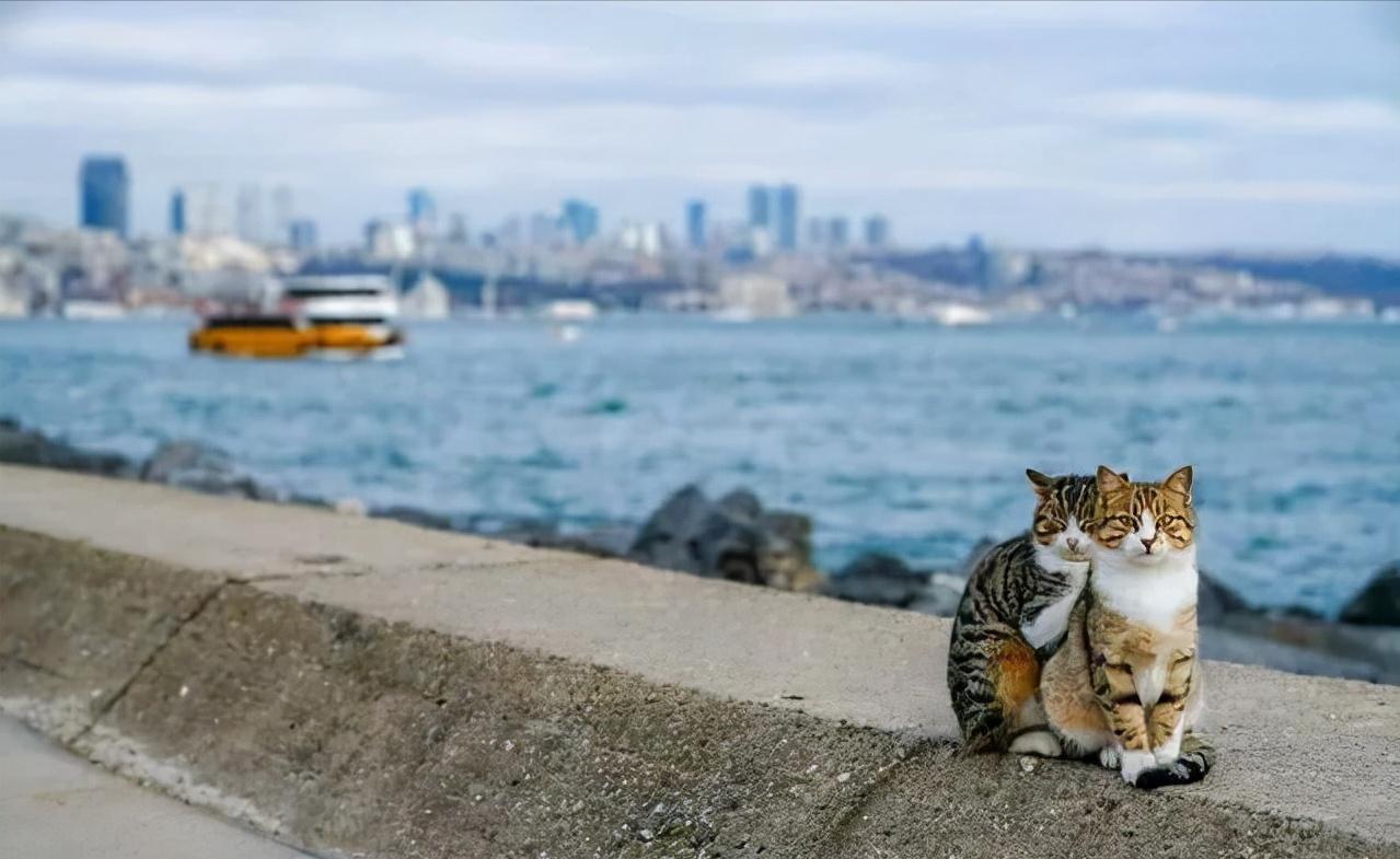 看了这一届网友晒出来的“2猫生活”，相爱又相嫌，好萌又好暖