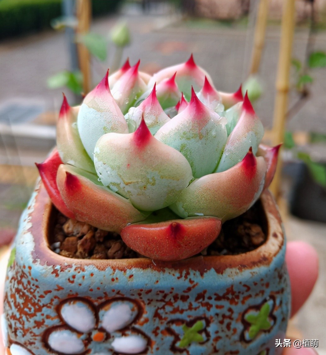 吉娃娃最佳控养方法,有人觉得吉娃娃好吗