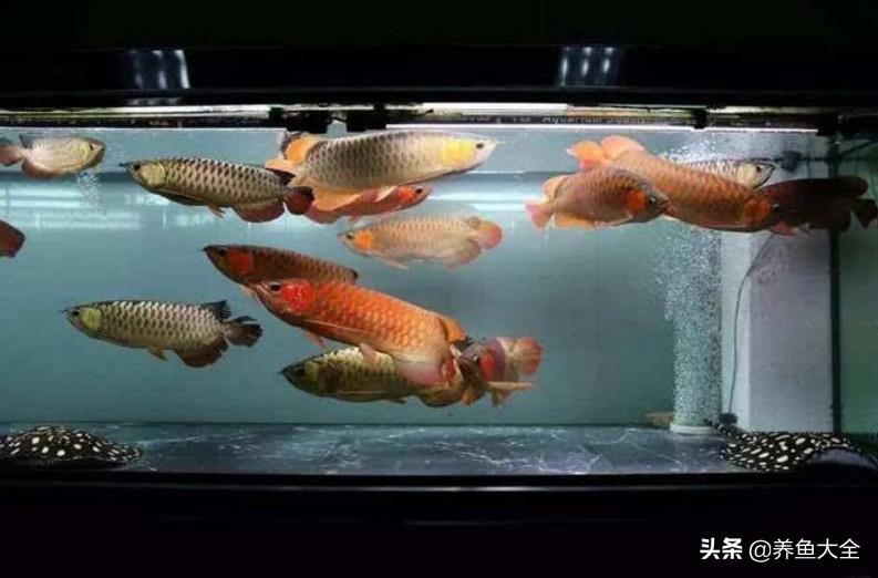 龙鱼混养打架怎么办,龙鱼混养要怎么样才不打架