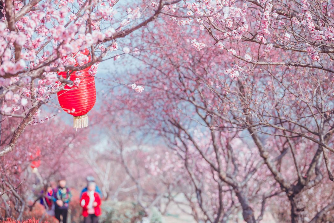 戴口罩的冬天太漫长，差点忘了中国的春天有多美