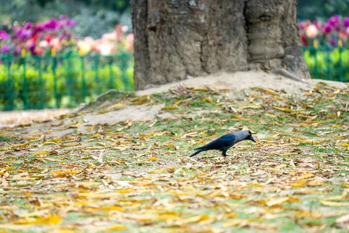 印度加尔各答地铁列车,印度火车站加尔各答