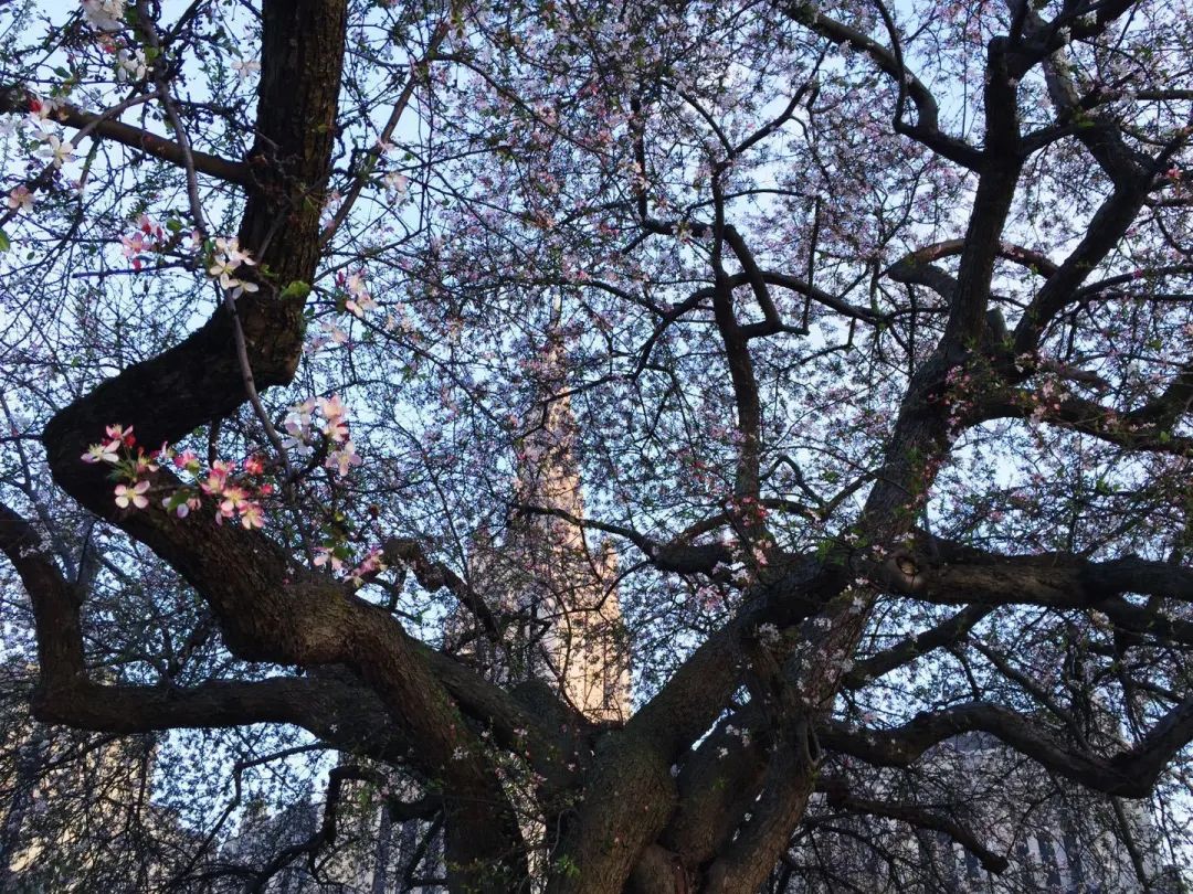 陆游春节的诗,陆游写的关于成都的诗
