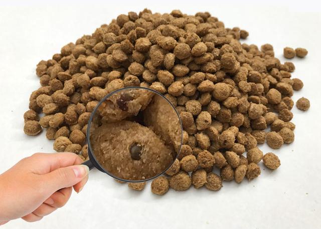 法国斗牛犬怎么训练随叫随到,法国斗牛犬训练大小便规律