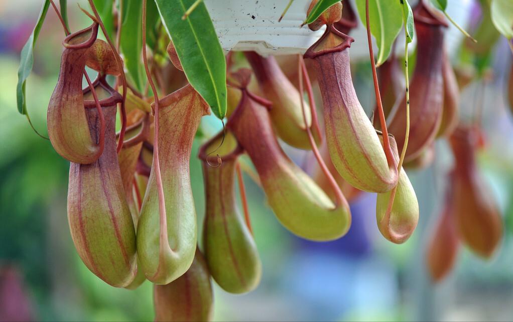 各种食虫植物的特点,不一样的食虫植物