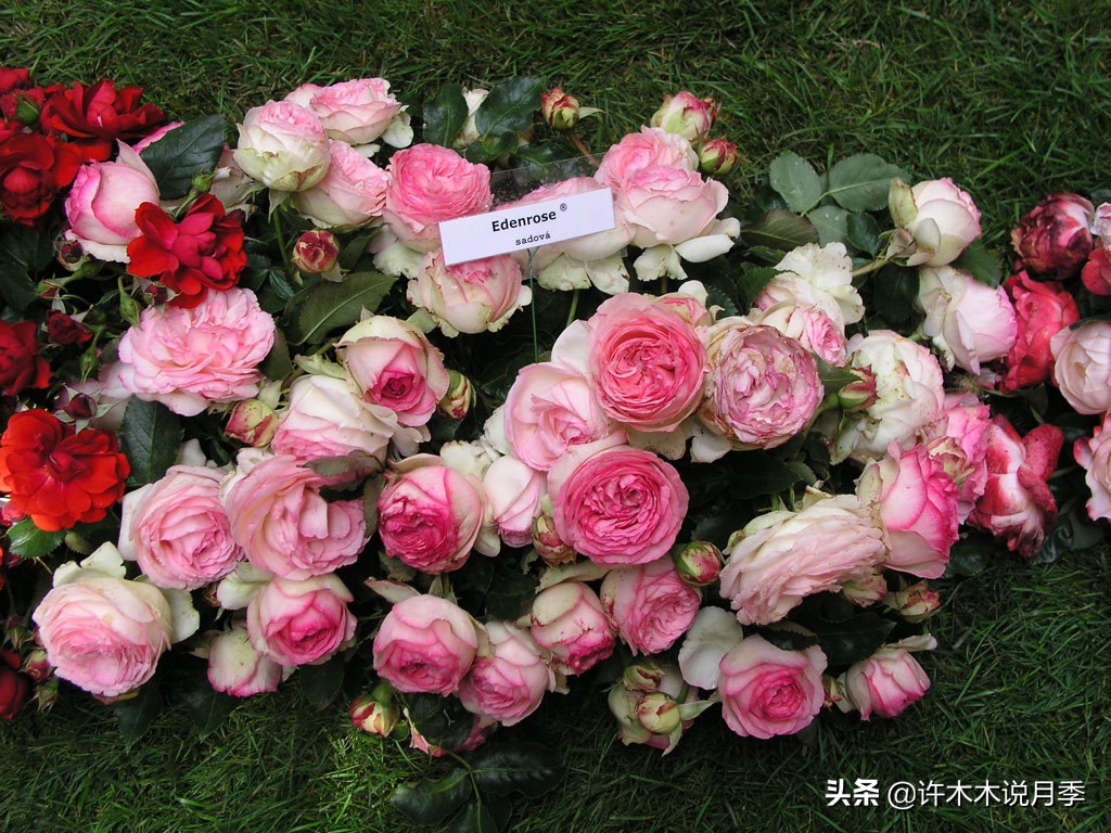 如何制作月季的肥料,月季自制液体肥怎么用最好