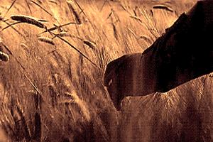 芒种早安励志语录,芒种早安语录