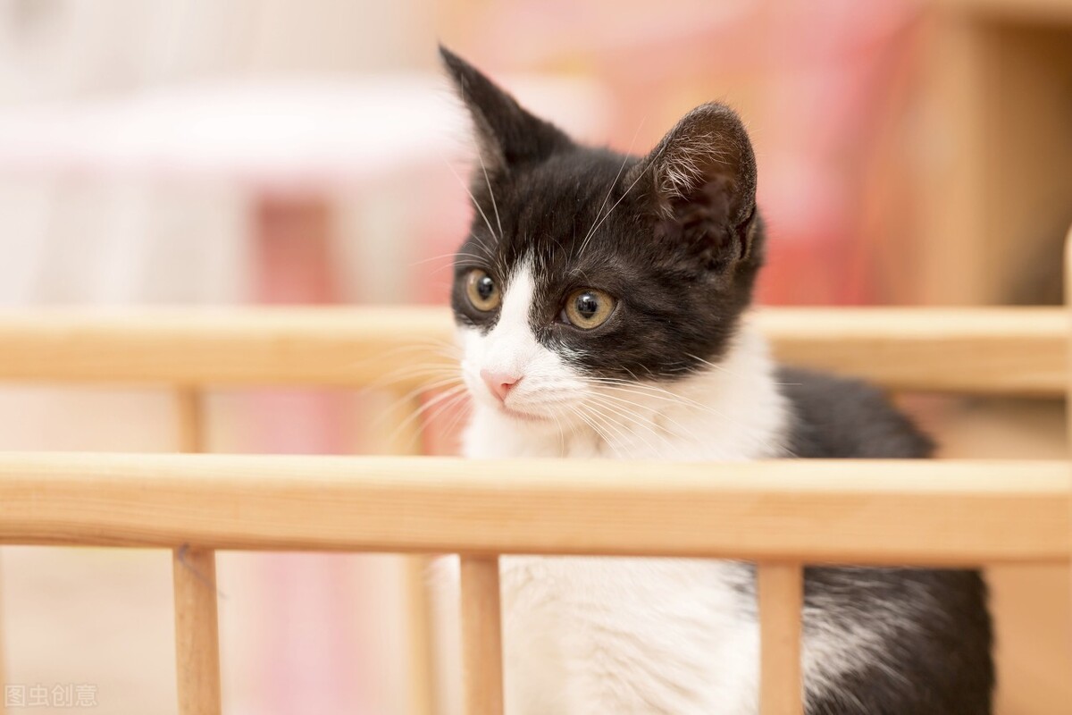 养猫省钱的10个方法,怎么养好一只一个月的猫