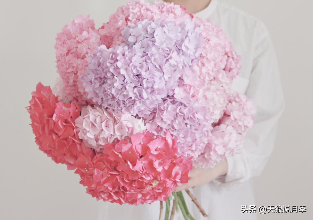 如何打造四季开花的花园,如何打造四季都有花的花园