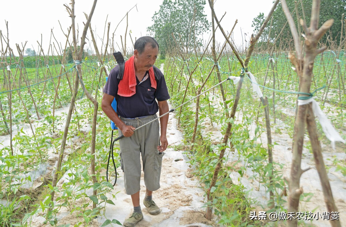 尿素和液体氮肥哪个好,液体氮肥到底是什么