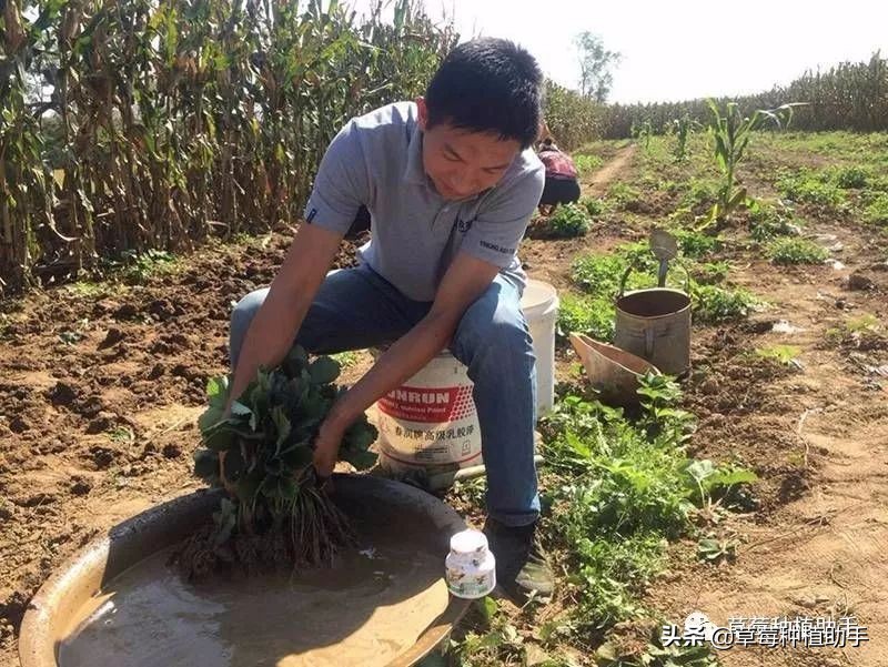 草莓苗出芽以后还需要再捂住吗,刚种植的草莓苗该怎么护理
