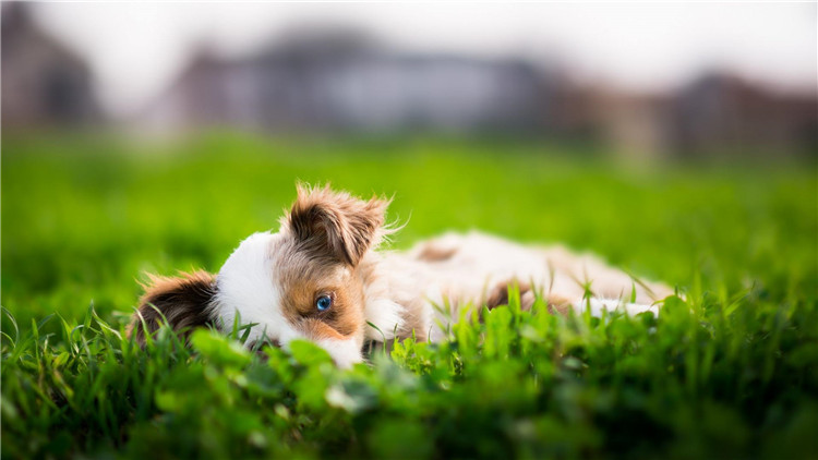狗鼻子颜色是棕色的好吗,狗的鼻子的颜色有什么讲究吗