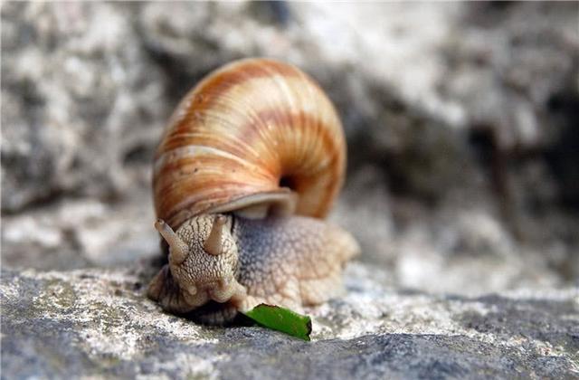 蜗牛遇到盐就会变成一滩水的视频,为什么蜗牛遇到盐就会化成一滩水