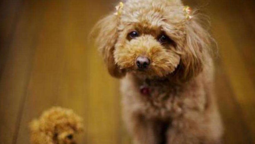 泰迪舔主人身体代表什么,泰迪犬舔毛怎么回事