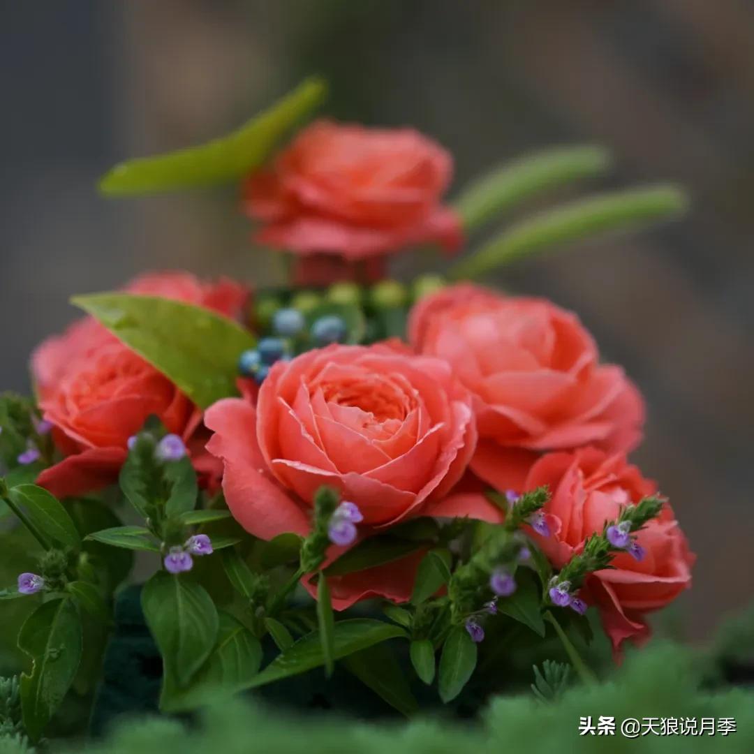 人家最美四月天，天狼自育终于打折了！15个品种供你宠信。