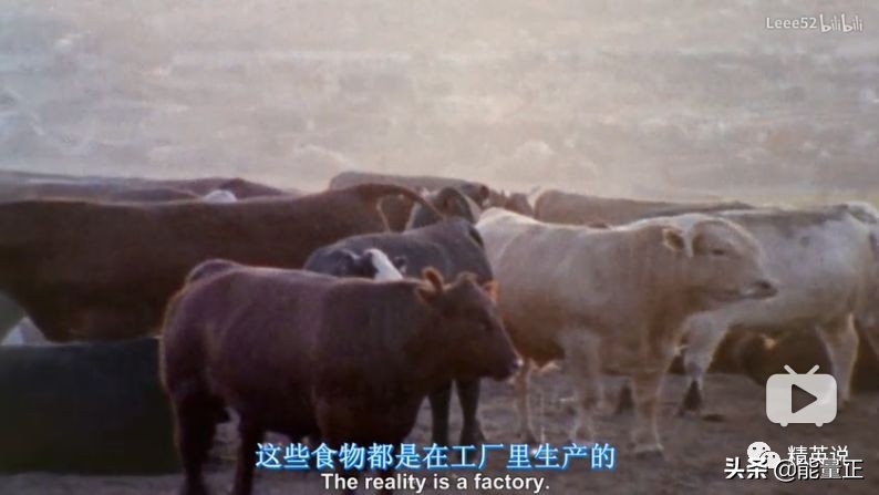 因为一个汉堡，她亲眼看着儿子死去！美国工薪阶层吃的食物有多脏