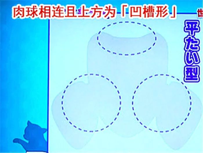 猫咪肉垫看性格,怎么从猫咪的肉垫判断猫咪的性格