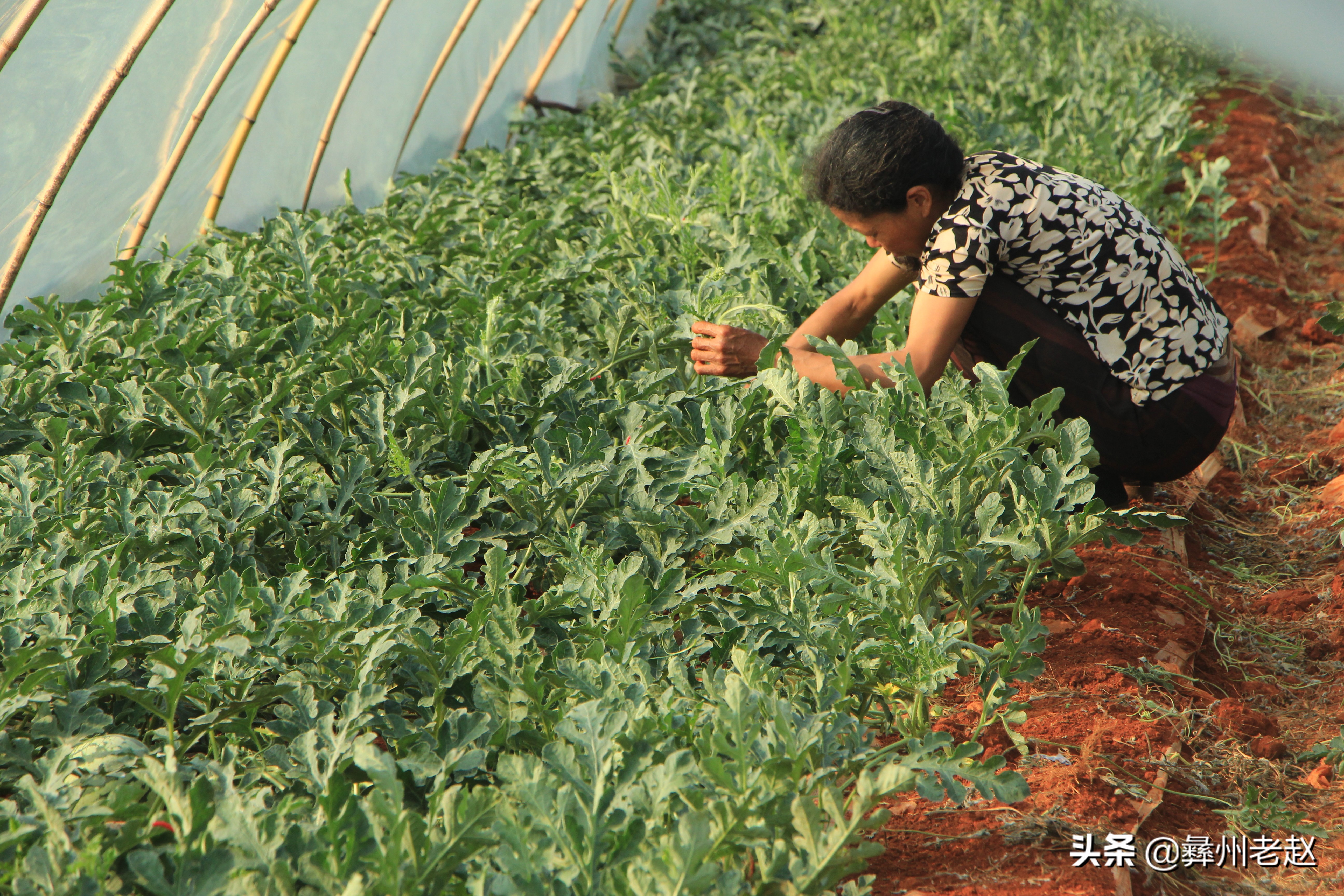 西瓜坐瓜后期管理,西瓜坐瓜期管理