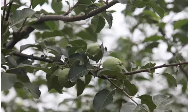 果实生长缓慢什么原因,果实产量高是什么原因