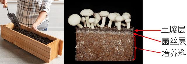 在家种蘑菇菌包靠谱吗,家种蘑菇菌包