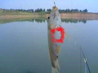 钓上来的鱼全身寄生虫,野钓鱼长寄生虫