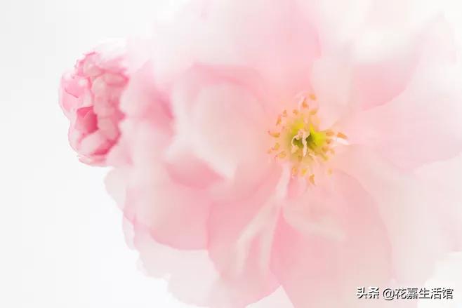 春天温柔了整个世界,温柔一整个春天