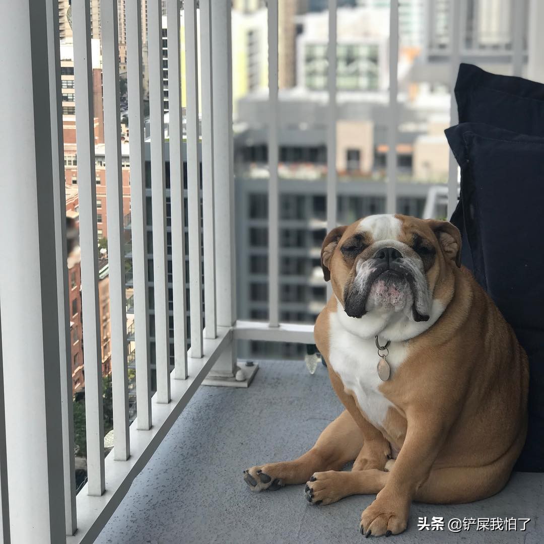 给狗狗报名上学靠谱吗,给狗狗办健身卡