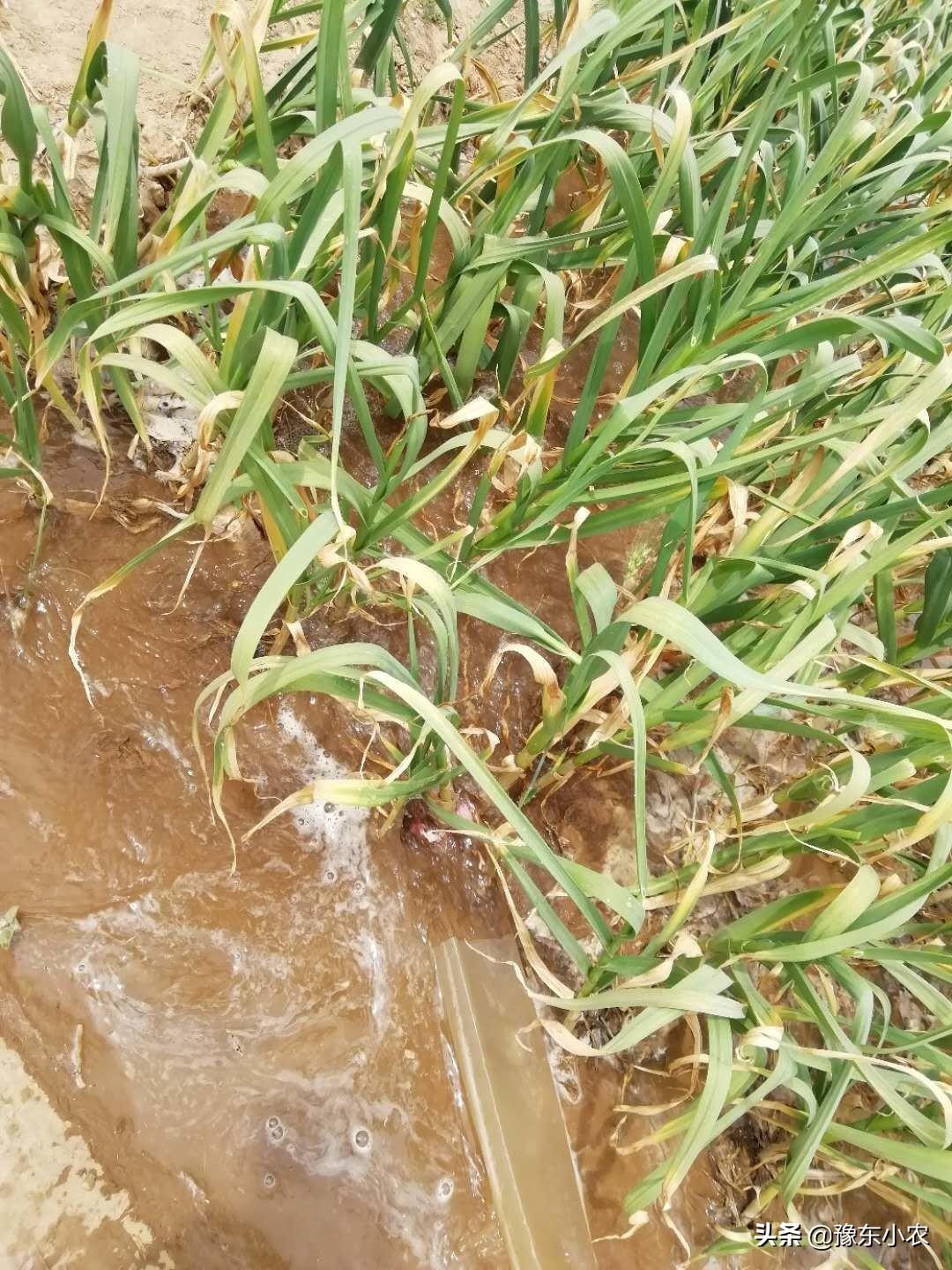 2019大蒜减产,2019年大蒜行情总结