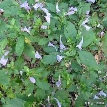 板蓝根感冒灵区别,板蓝根和银黄有什么区别