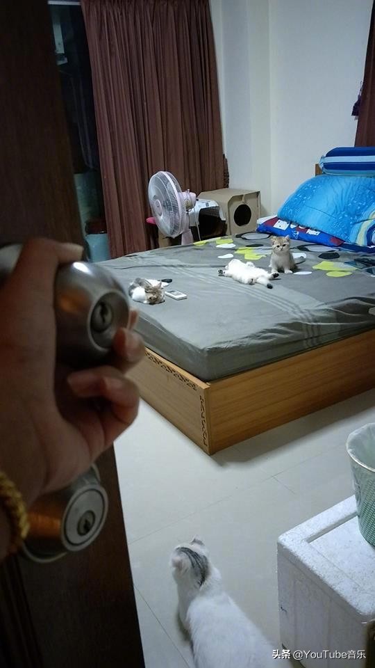 「今日萌图」一旦猫咪能自己打开鱼罐头，人类也就完蛋了