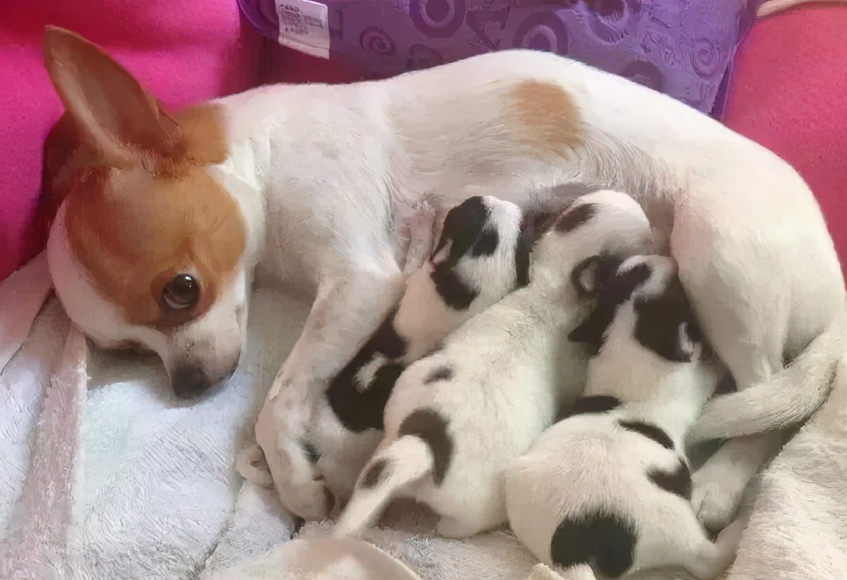 “忽悠”我买吉娃娃的人,你们把我害苦了