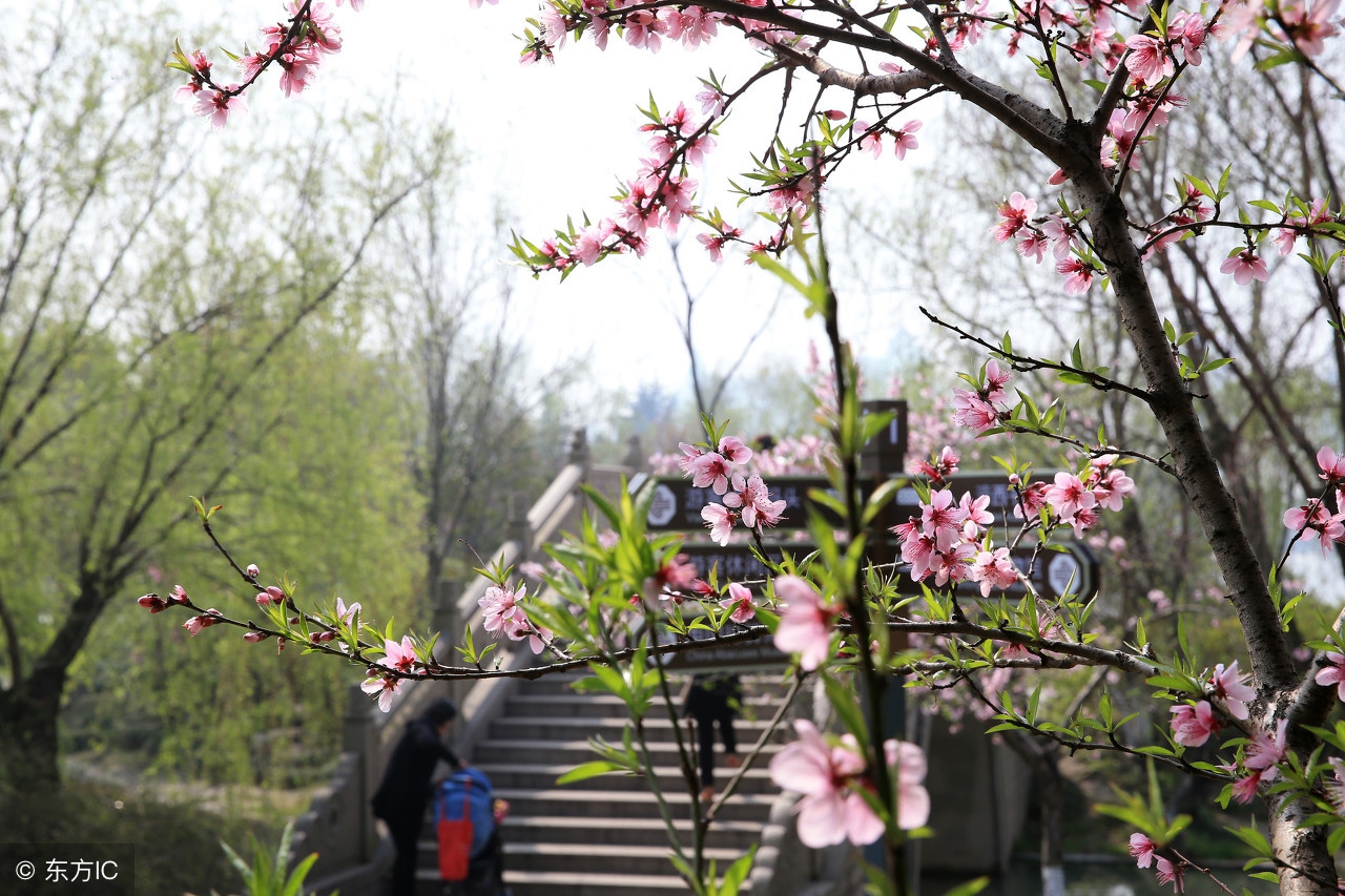 北师大版我们一起去游园教学设计,蝶恋花春景教学设计