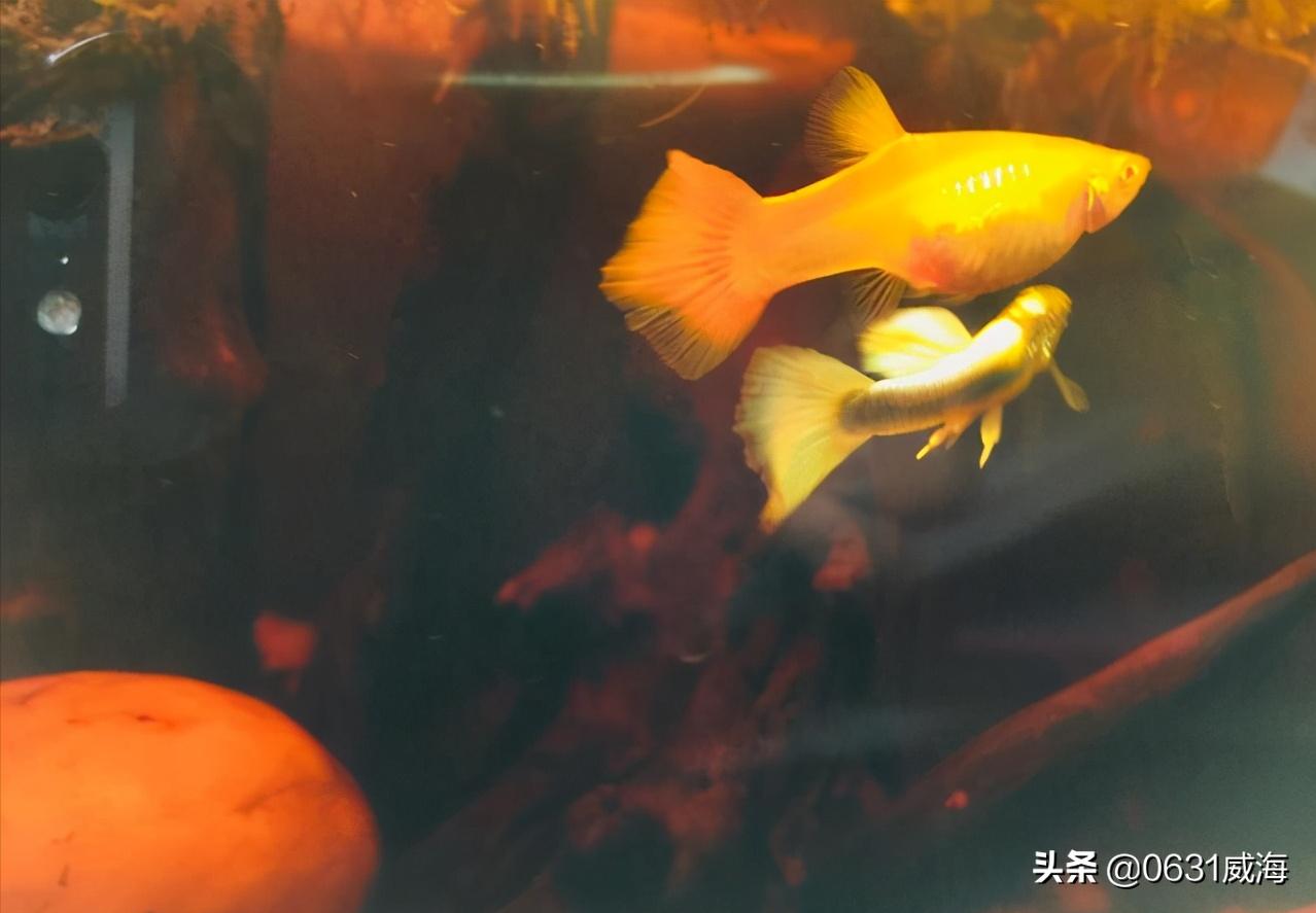 孔雀鱼太多了怎么分缸养,孔雀鱼刚入缸需要注意什么